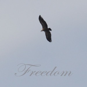 Freedom - Edwardian